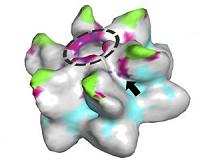 Study: Retroviruses are nearly 500 million years old