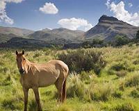 Ancient beasts roam Spain's wilderness