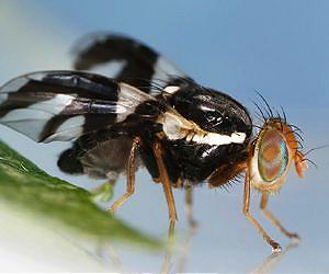 Magnetically-levitated flies offer clues to future of life in space