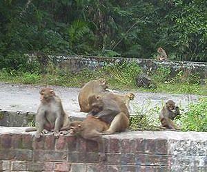 Primates too can move in unison