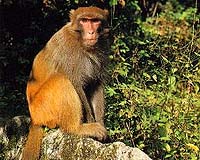 Monkey Malaria Widespread In Humans And Potentially Fatal