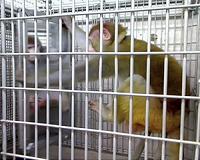 Breakthrough in long-lasting AIDS drugs in monkeys