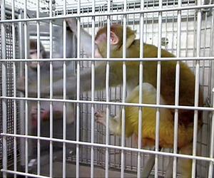 Researchers see BPA effects in monkey mammary glands