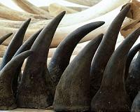 S.Africa's top court opens up domestic trade in rhino horn