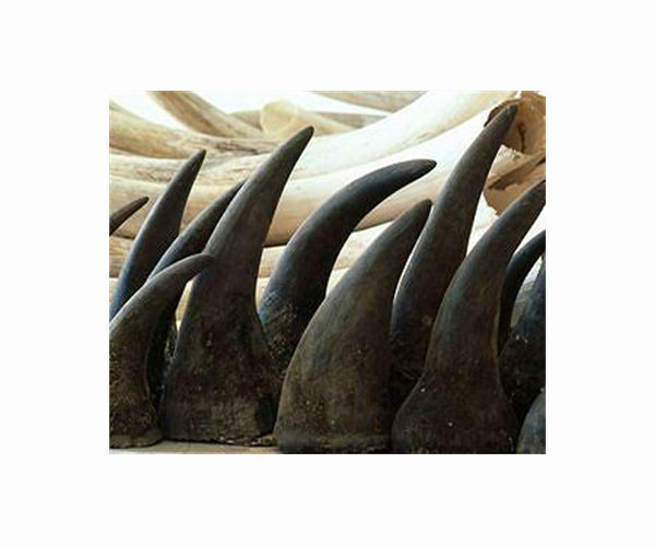 Man arrested in Thailand for smuggling rhino horn inside meat