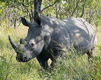 South Africa weighs legal rhino horn trade