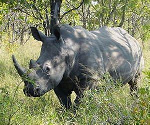 Poachers may wipe out rhinos in S. Africa, campaigner warns
