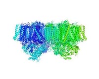 Mechanism behind the electric charges generated by photosynthesis