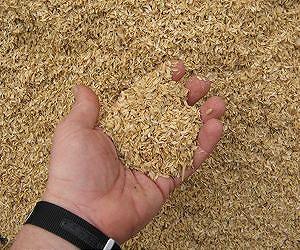 Study serves up healthy choice of rice