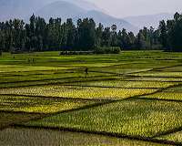 Thai rice farmers shun 'big agribusiness' and fight climate change