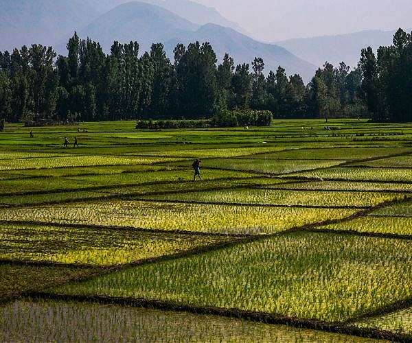 China's 'father of hybrid rice' dies