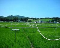 Researchers discover how to cut worrying levels of arsenic