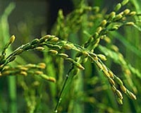 Far West Rice Dedicates One MW Mitsubishi Solar System To Reduce Food Processing Costs