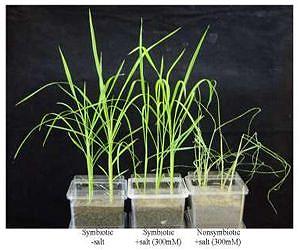 Climate Adaptation of Rice