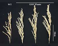 Rice plants engineered to be better at photosynthesis make more rice