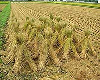 Japan Looks To Turn Straw Into Biofuel Amid Price Crunch