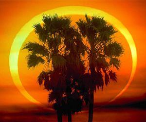 Palms reveal the significance of climate change for tropical biodiversity