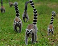 Study suggests lemurs live longer by eating less