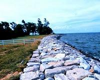 Hardened shorelines reduce species diversity and abundance
