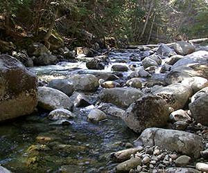 Decreased Water Flow May be Trade-off for More Productive Forest
