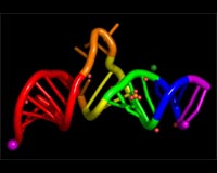Scripps Offers First Examples Of RNA That Replicates Itself Indefinitely