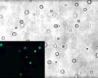 Membraneless protocells could provide clues to formation of early life
