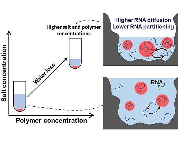 Models for potential precursors of cells endure simulated early-Earth conditions