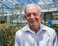 Researchers discover a special power in wheat