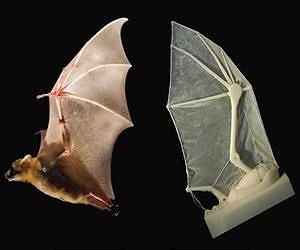 Brown researchers build robotic bat wing