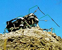 Cockroaches inspiration for robots