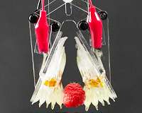 Soft, self-healing devices mimic biological muscles