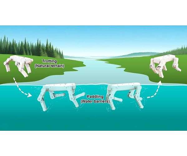 Robotic Dog Achieves Amphibious Mobility with Mammal-Inspired Design