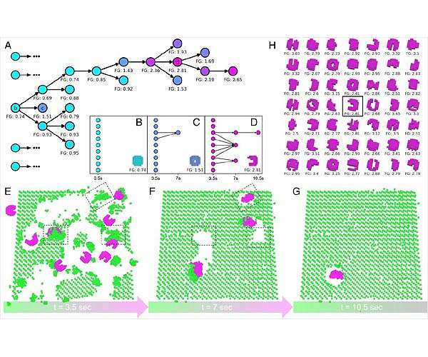 Team builds first living robots that can reproduce