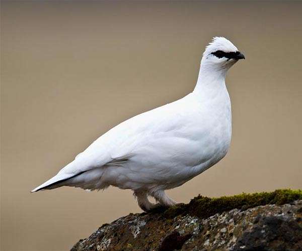 The arrival of seabirds transformed the Falkland Islands 5,000 years ago