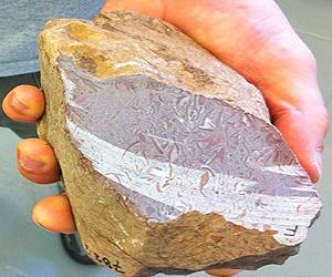 Possible Discovery Of Earliest Animal Life Pushes Back Fossil Record