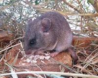 Decrease in large wildlife drives rodent-borne diseases