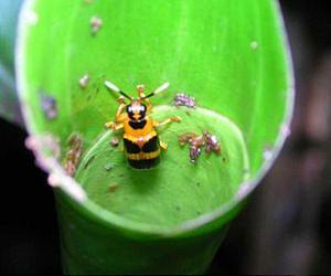 DNA helps unravel relationship between plants and insects