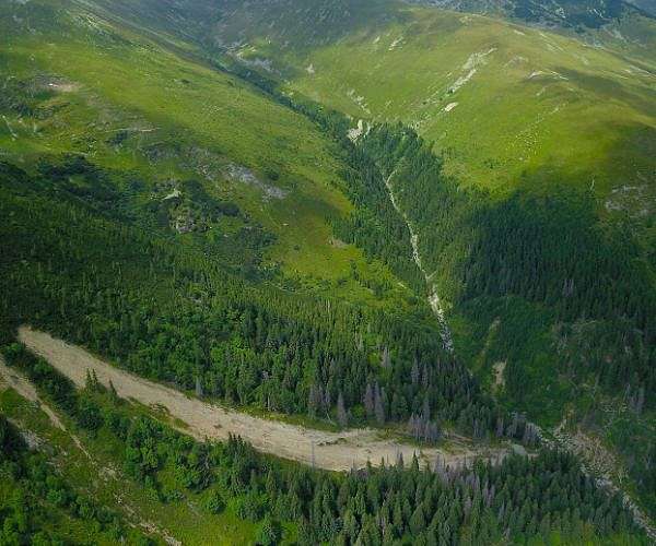 Industry managed forests more likely to fuel megafires