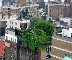 Rooftop farming booming in New York