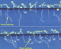 Plant Growth Experiment Starts In Columbus