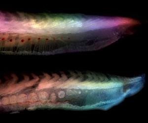 Novel Studies Of Decomposition Shed New Light On Our Earliest Fossil Ancestry