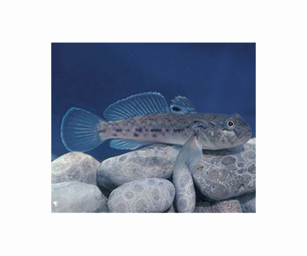 Goby fins are as touch sensitive as human fingertips