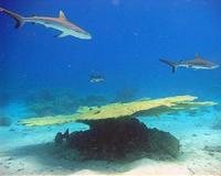 Sustainable coral reefs and fisheries