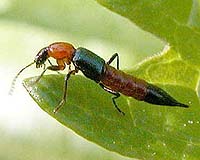Rove Beetles Act As Warning Signs For Clear-Cutting Consequences