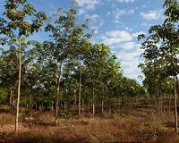 Expanding rubber plantations catastrophic for endangered species in Asia