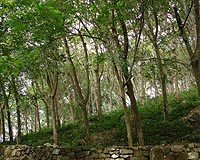 Former Guatemala gum growers live off sustainable jungle