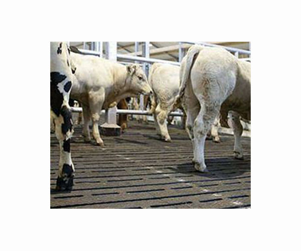Dutch farmers protest livestock cuts to curb nitrogen