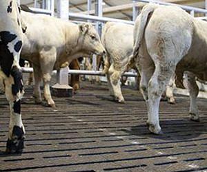 Rubber slat mats could improve animal well-being