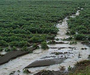 Tillage and reduced-input rotations affect runoff from agricultural fields