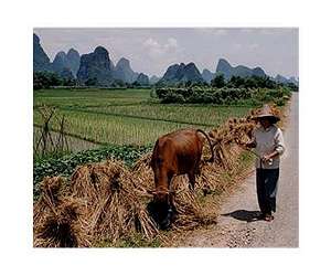 China's urban-rural wealth gap narrowing: Beijing